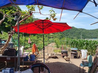 마평 농원님의 자유주제 · 자유게시판 작성글 사진