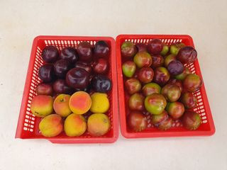 마평 농원님의 자유주제 · 자유게시판 작성글 사진