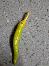 팜모닝 고추·병해충상담 게시글 이미지