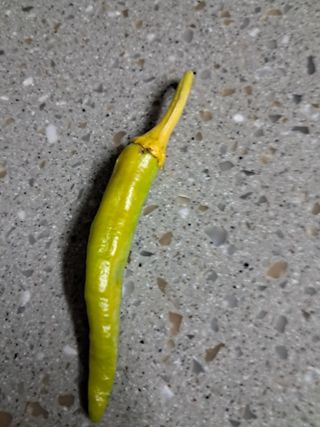 만월봉아지매님의 고추 · 병해충상담 작성글 사진