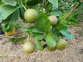 샤인과 황금향님의 귤 · 병해충상담 작성글 사진