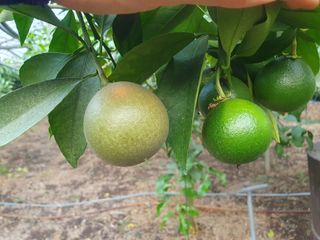 샤인과 황금향님의 귤 · 병해충상담 작성글 사진