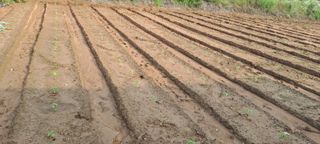 이문희님의 들깨 · 영농일지 작성글 사진