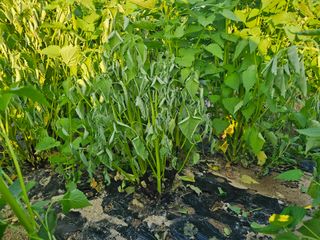 문철상님의 기타작물 · 병해충상담 작성글 사진