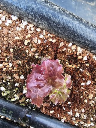 이재원님의 상추 · 자유게시판 작성글 사진