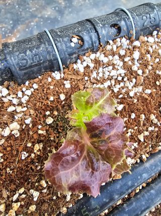 이재원님의 상추 · 자유게시판 작성글 사진