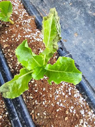 이재원님의 상추 · 자유게시판 작성글 사진