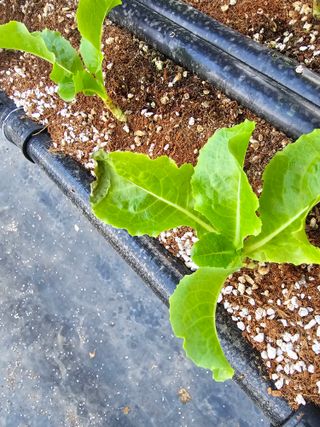 이재원님의 상추 · 자유게시판 작성글 사진