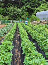 팜모닝 고추·영농일지 게시글 이미지