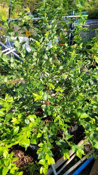 11357님의 블루베리 · 영농일지 작성글 사진