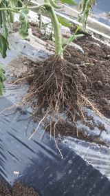 팜모닝 토마토·병해충상담 게시글 이미지