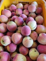 팜모닝 복숭아·영농일지 게시글 이미지