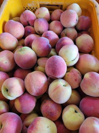 홍가네수정농장님의 복숭아 · 영농일지 작성글 사진