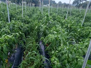 알 수 없음님의 고추 · 병해충상담 작성글 사진