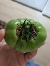 팜모닝 토마토·병해충상담 게시글 이미지