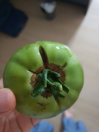 양현준님의 토마토 · 병해충상담 작성글 사진