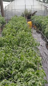 팜모닝 자유주제·자유게시판 게시글 이미지