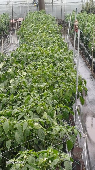 이대옥님의 자유주제 · 자유게시판 작성글 사진