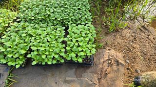 참아름님의 들깨 · 영농일지 작성글 사진