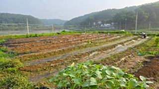 참아름님의 들깨 · 영농일지 작성글 사진