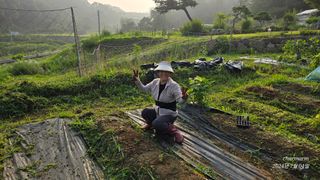 참아름님의 들깨 · 영농일지 작성글 사진