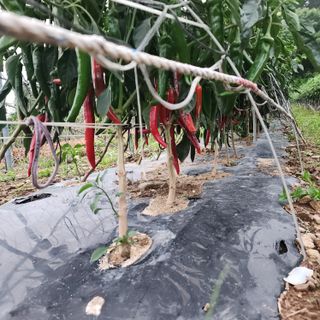 고추농사 정 미라님의 자유주제 · 자유게시판 작성글 사진