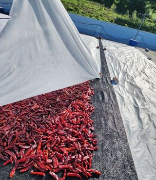 고추농사 정 미라님의 자유주제 · 자유게시판 작성글 사진