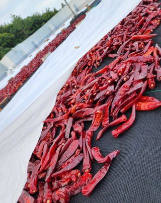 고추농사 정 미라님의 자유주제 · 자유게시판 작성글 사진