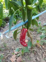 팜모닝 자유주제·자유게시판 게시글 이미지