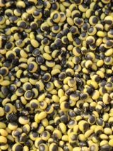 팜모닝 콩·영농일지 게시글 이미지