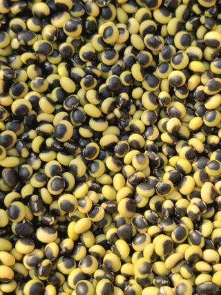 선비 농군님의 콩 · 영농일지 작성글 사진