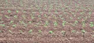 선비 농군님의 콩 · 영농일지 작성글 사진