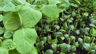 선비 농군님의 콩 · 영농일지 작성글 사진