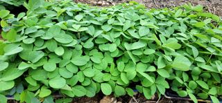 선비 농군님의 콩 · 영농일지 작성글 사진