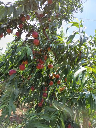 부농이네(이나영)님의 복숭아 · 영농일지 작성글 사진