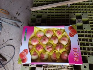 부농이네(이나영)님의 복숭아 · 영농일지 작성글 사진