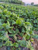 팜모닝 자유주제·자유게시판 게시글 이미지