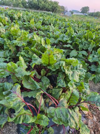 봉우재농부님의 자유주제 · 자유게시판 작성글 사진