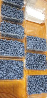 팜모닝 블루베리·영농일지 게시글 이미지