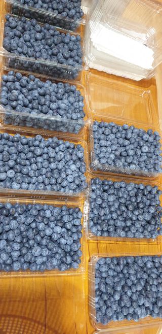 다코님의 블루베리 · 영농일지 작성글 사진