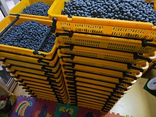 최환식 님의 블루베리 · 영농일지 작성글 사진