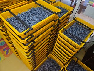 최환식 님의 블루베리 · 영농일지 작성글 사진