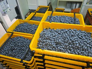 최환식 님의 블루베리 · 영농일지 작성글 사진