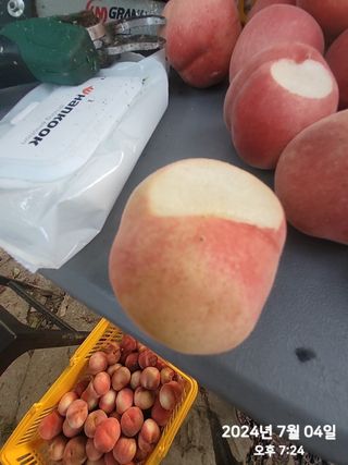 동우농장(김대욱)님의 복숭아 · 자유게시판 작성글 사진