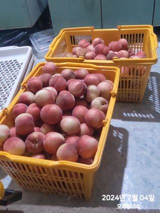 동우농장(김대욱)님의 복숭아 · 자유게시판 작성글 사진