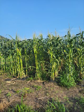 우영옥님의 자유주제 · 자유게시판 작성글 사진