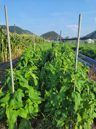 우영옥님의 자유주제 · 자유게시판 작성글 사진