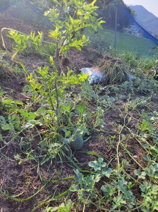 우영옥님의 자유주제 · 자유게시판 작성글 사진