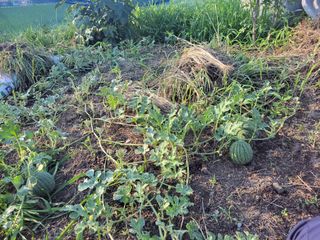 우영옥님의 자유주제 · 자유게시판 작성글 사진