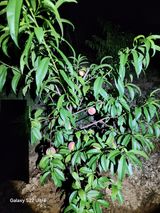 팜모닝 복숭아·영농일지 게시글 이미지